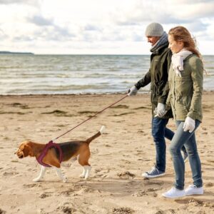 Hondenharnas Maat L en 1 x riem van 255 cm - voor Hond en Kat - Rood - Type QIA/AM