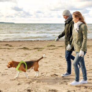 Hondenharnas Maat L en 1 x riem van 255 cm - voor Hond en Kat - Geelgroen - Type QIA/AM