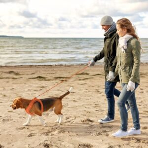 Hondenharnas Maat L en 1 x riem van 255 cm - voor Hond en Kat - Oranje - Type QIA/AM
