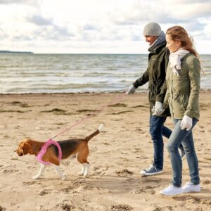 Hondenharnas Maat L en 1 x riem van 255 cm - voor Hond en Kat - Roze - Type QIA/AM