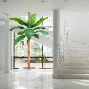 Banaan Royal kunstboom - 300 cm