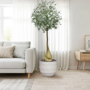 Brachychiton Bottle kunstboom 240 cm