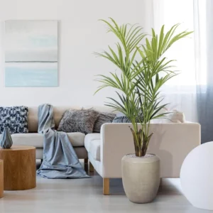 Kunstpalm Kentia Deluxe - 165 cm