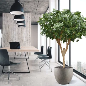 Vijgen kunstboom Deluxe - 250 cm